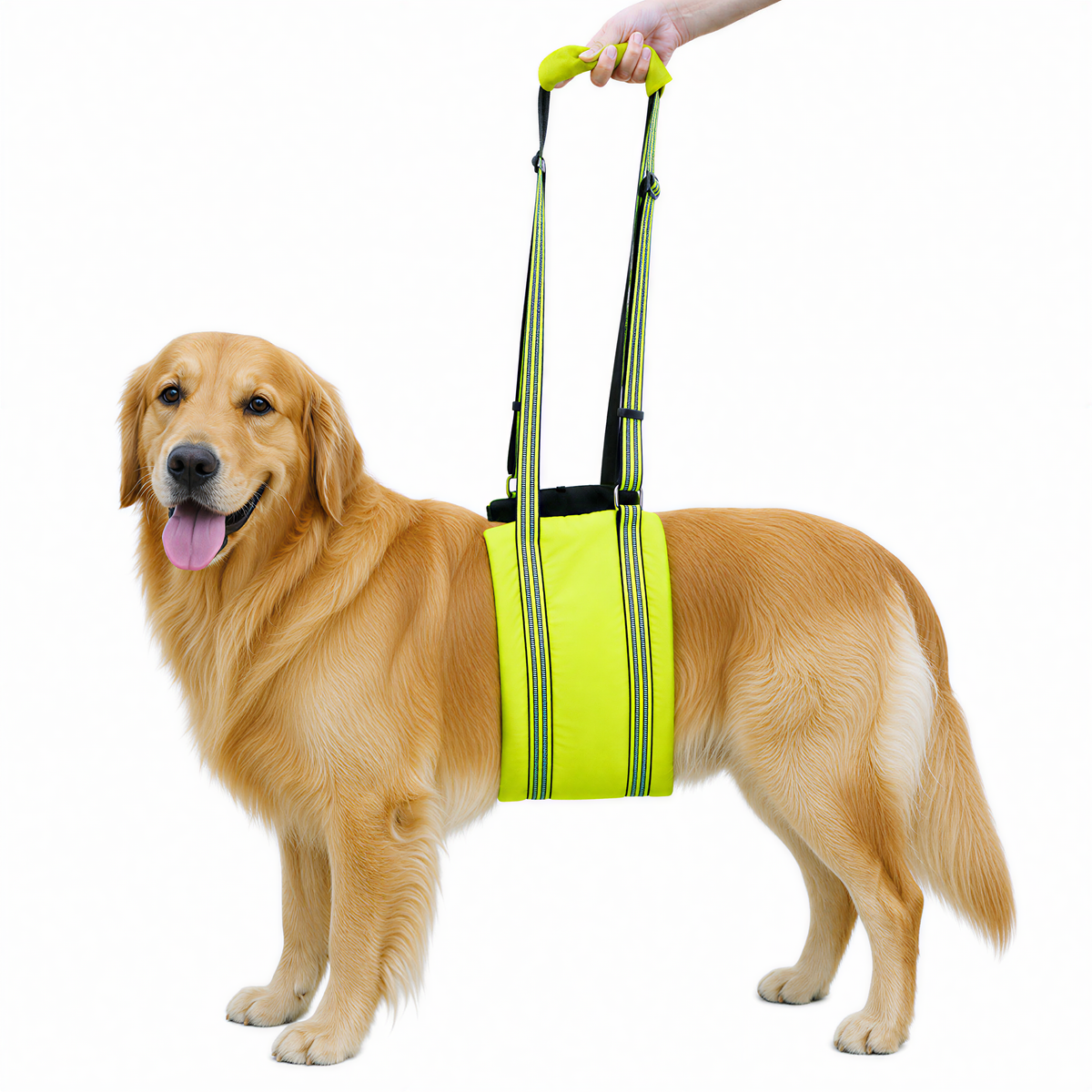 CyberPaws rear lift harness for large dogs in neon green
