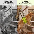 CyberPaws rear lift harness helping a large dog on stairs